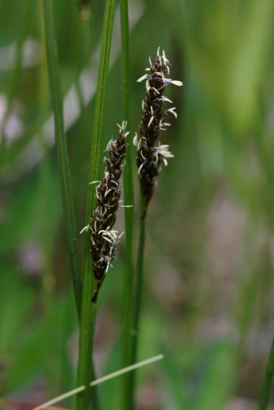 05_Carex diandra