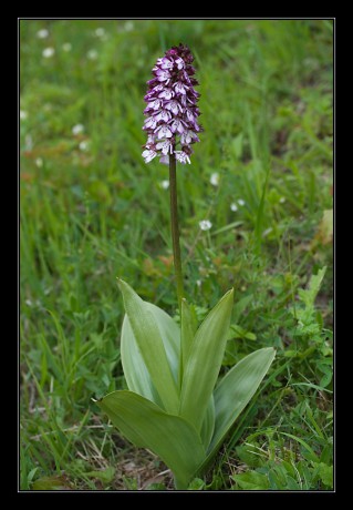 30_Orchis purpurea_04