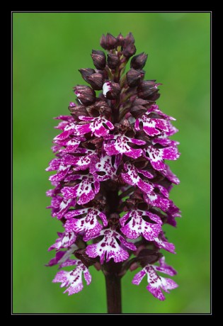 31_Orchis purpurea_05