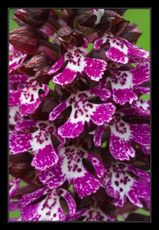 32_Orchis purpurea_06