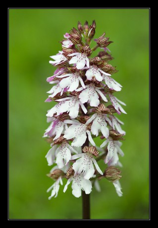 33_Orchis purpurea_07