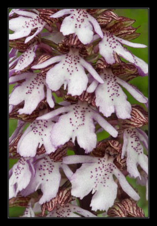 37_Orchis purpurea_13