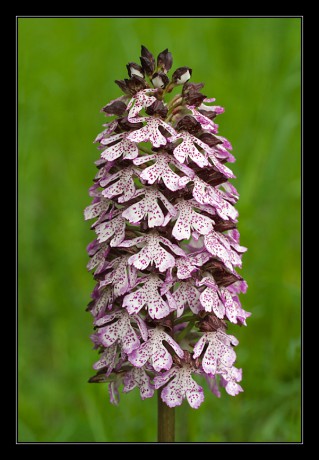 35_Orchis purpurea_10
