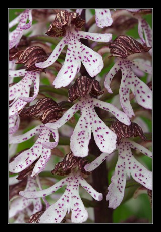 34_Orchis purpurea_09