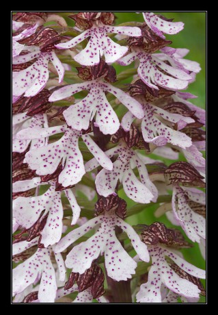36_Orchis purpurea_12