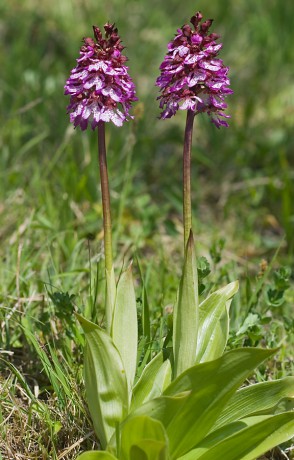 18 Orchis purpurea