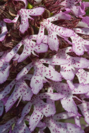 23 Orchis purpurea