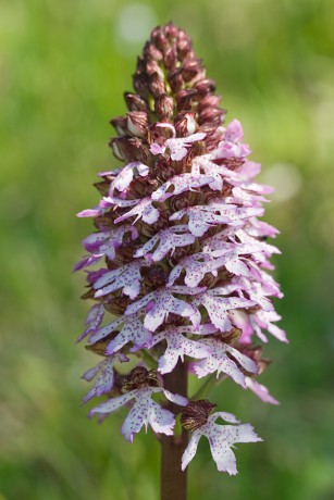 24 Orchis purpurea