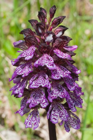 26 Orchis purpurea