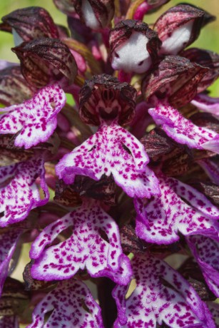 27 Orchis purpurea