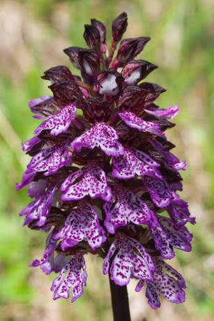 28 Orchis purpurea