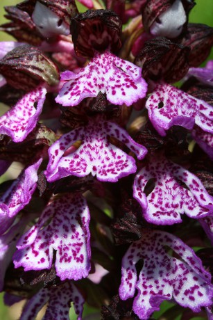 29 Orchis purpurea