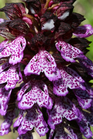 30 Orchis purpurea