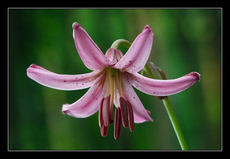 Rostliny - Lilium martagon